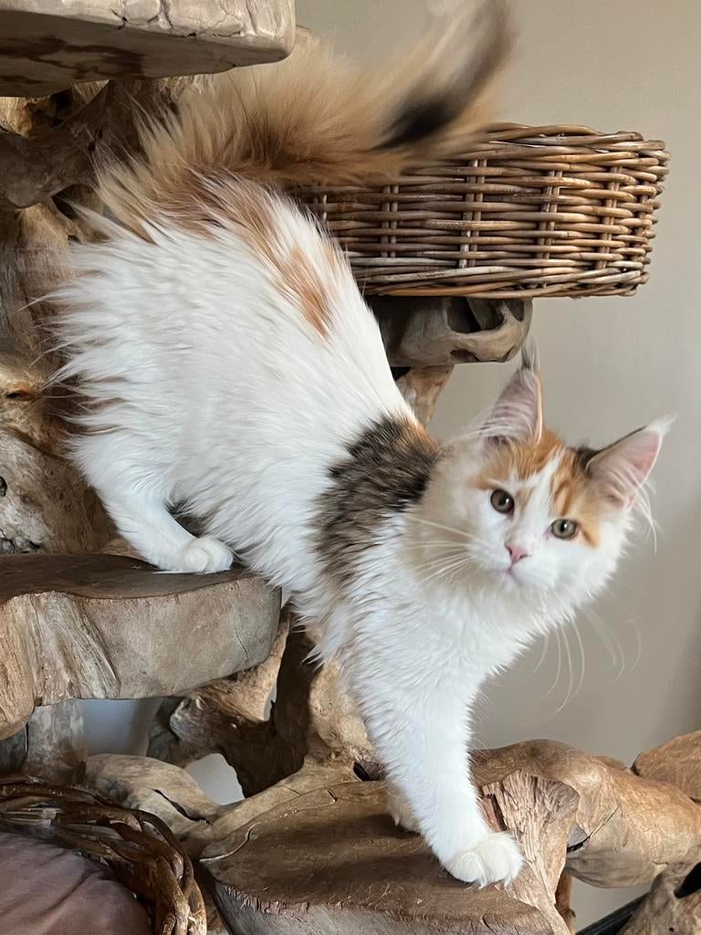 Jonge maine coon poezen, mogen verhuizen, Meerdere dieren, Met stamboom, 0 tot 2 jaar