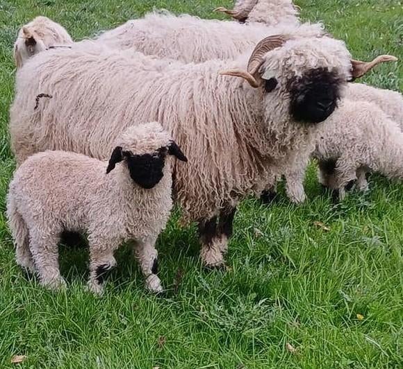 Walliser ooi met ooilam, Vrouwelijk, Schaap, 3 tot 5 jaar