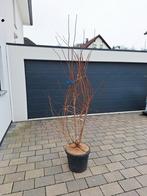 Japanse Sierkers  Prunus  'Autumnalis Rosea'  🍀🌸, Ophalen, Halfschaduw, Overige soorten