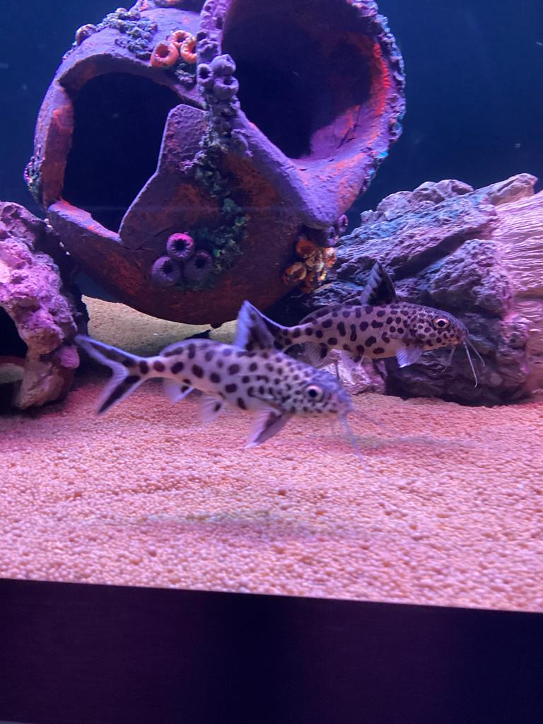 2 Synodontis Multi punctatus te koop, Dieren en Toebehoren, Vissen | Aquariumvissen, Vis