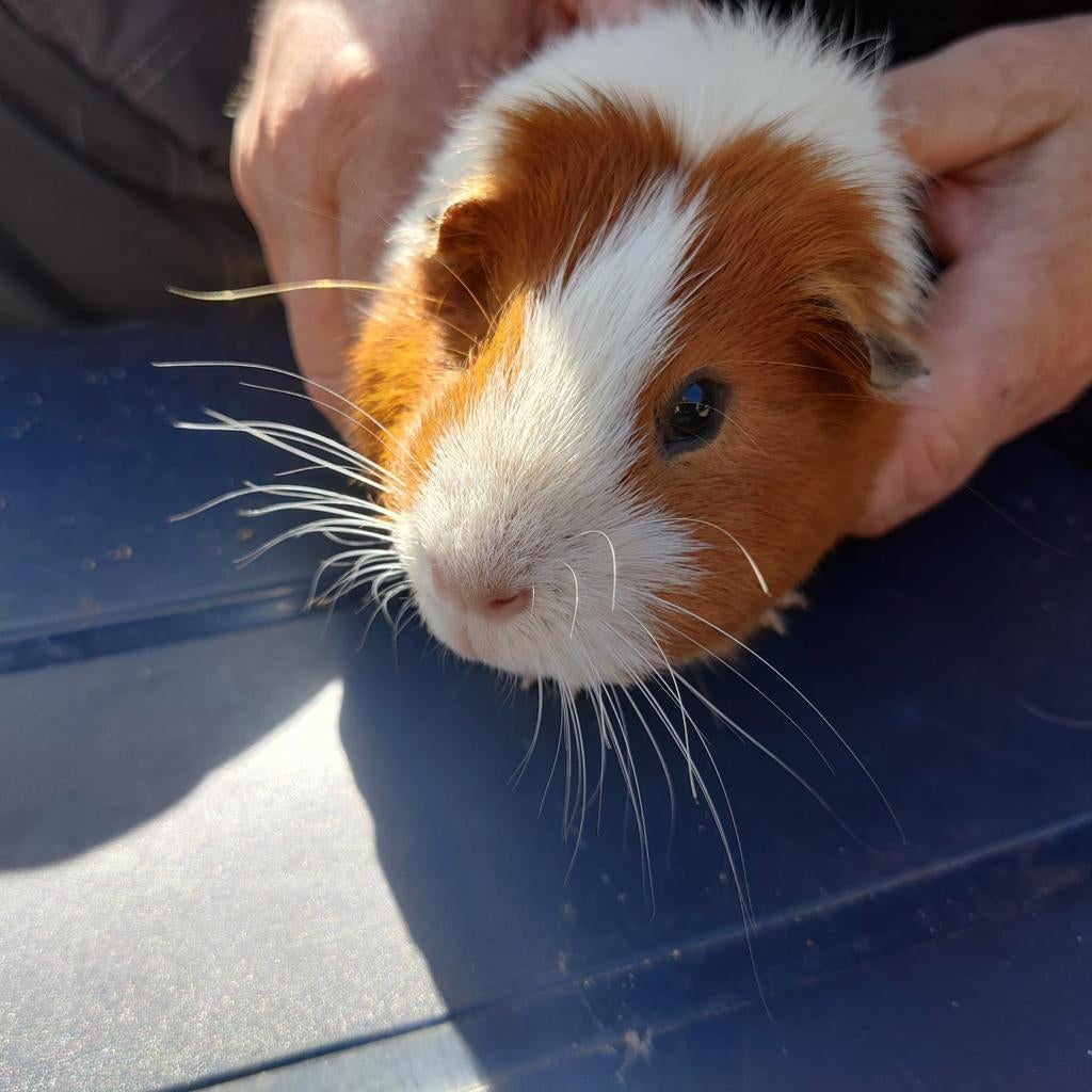 Cavia beertje, Mannelijk, Tam, Maart, Cavia