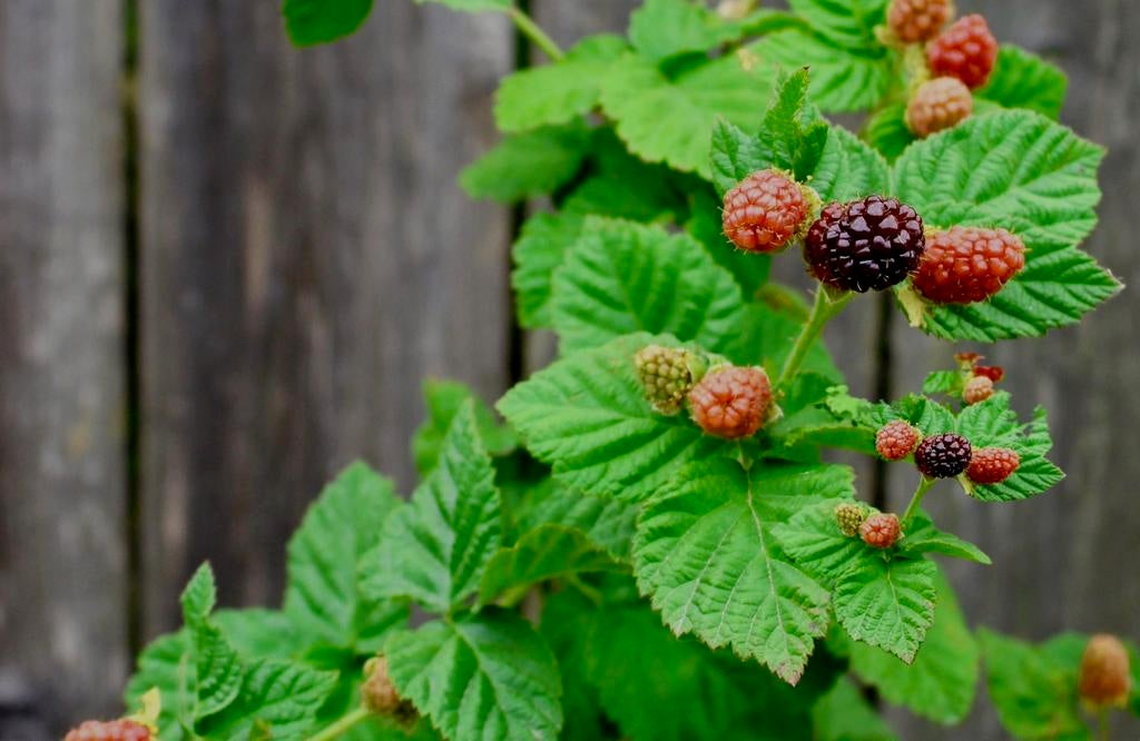 LOGANBES BRAAMBOOS uit Biologische moestuin. Vaste plant, Tuin en Terras, Ophalen, Vaste plant, Halfschaduw, Fruitplanten