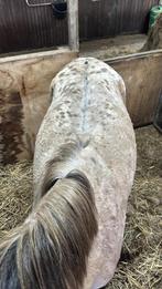 5 jarige valk D pony merrie, GRULLA APPALOOSA 3 jaar, Dieren en Toebehoren, Dressuurpony, Zadelmak, 3 tot 6 jaar, D pony (1.37m tot 1.48m)