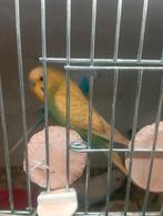 Gevraagd grasparkieten,, Meerdere dieren, Parkiet, Geringd