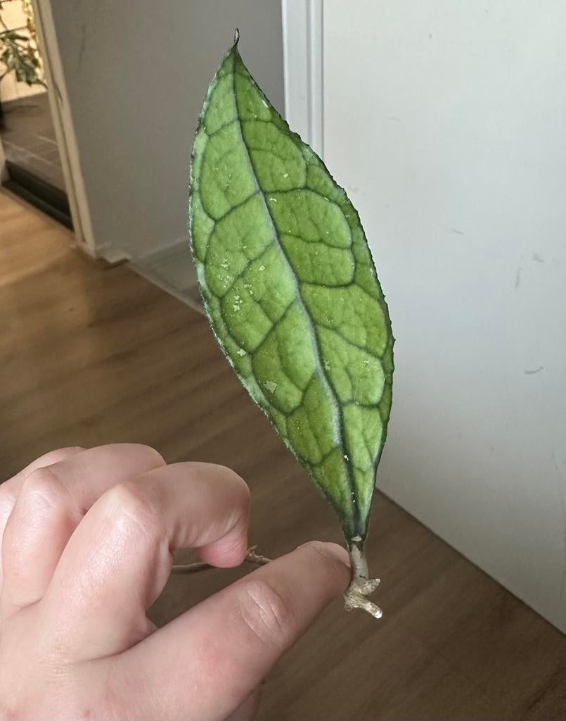 Hoya Clemensiorum -2, Huis en Inrichting, Kamerplanten, Ophalen of Verzenden, Halfschaduw, Minder dan 100 cm
