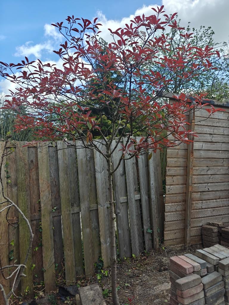Photinia fraseri Red Robin, Tuin en Terras, Ophalen, Halfschaduw, Overige soorten, Lente