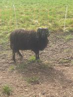 Quessant  Bokje, Dieren en Toebehoren, Schapen, Geiten en Varkens, Mannelijk, Schaap