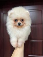 Prachtige mini pomeriaan pups ( bear face), België, Particulier, Keeshond, 8 tot 15 weken