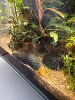 Orange rabbit snail, Dieren en Toebehoren, Slak of Weekdier, Zoetwatervis