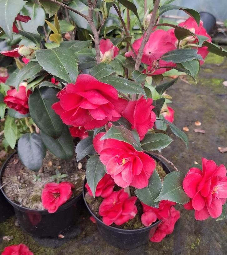 Camellia - Japanse roos, Tuin en Terras, Planten | Tuinplanten, Vaste plant, Overige soorten, Halfschaduw, Lente, Ophalen