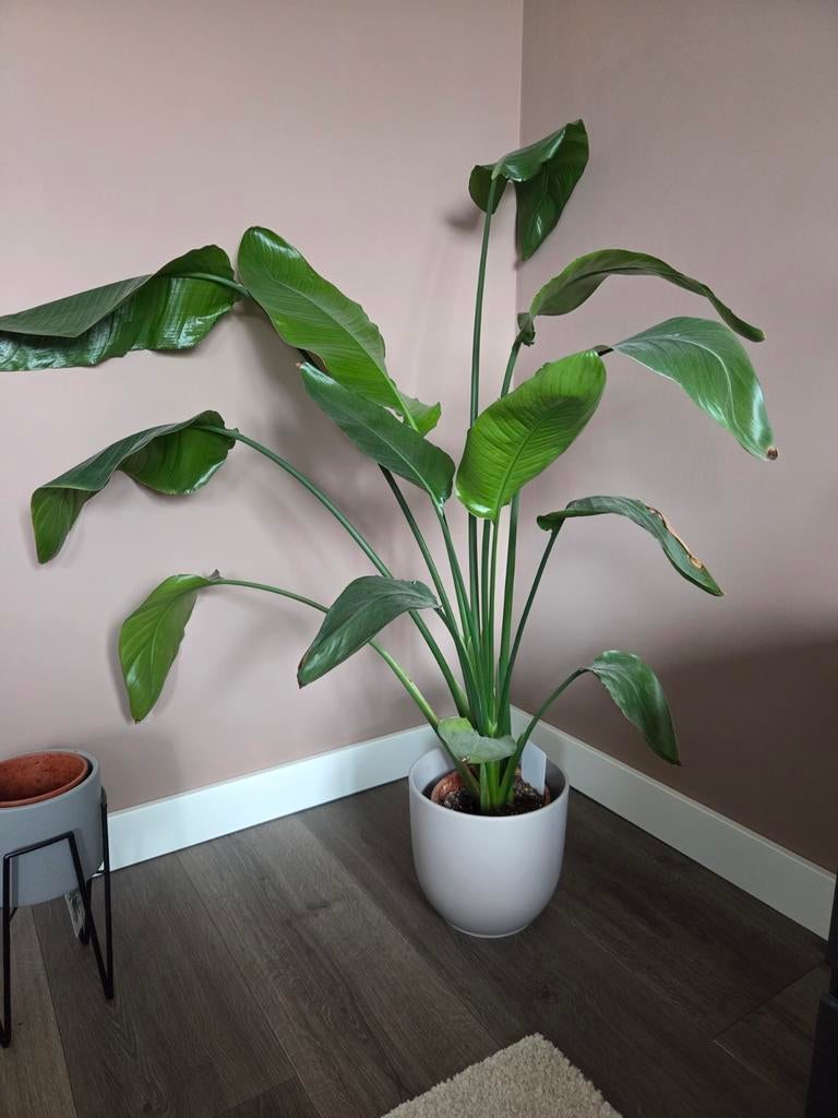 Grote Strelitzia Nicolai - Paradijsvogelplant, Ophalen, 100 tot 150 cm, Overige soorten, Halfschaduw