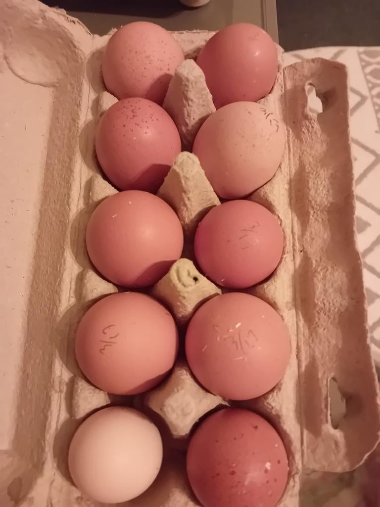 Lohman brown broedeieren kruising wyandotte kip, Dieren en Toebehoren, Geslacht onbekend, Kip