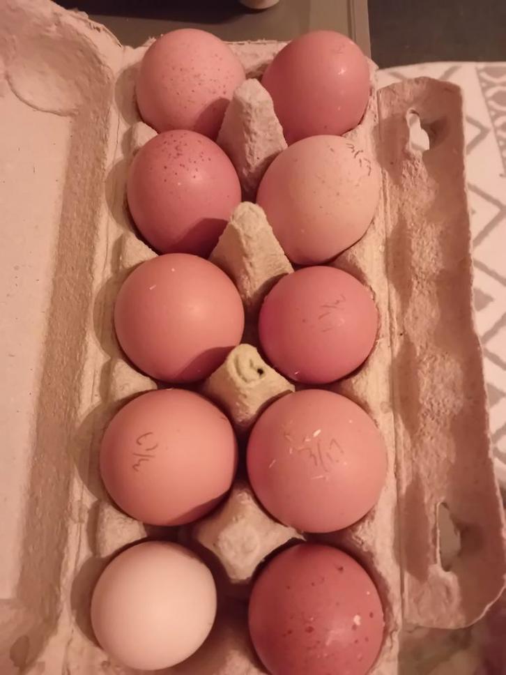 Lohman brown broedeieren kruising wyandotte kip, Dieren en Toebehoren, Pluimvee, Kip, Geslacht onbekend