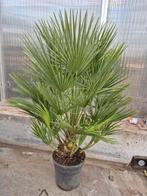 Palm, Chamaerops humilis, winterhard, Ophalen of Verzenden, Bloeit niet, Overige soorten, Volle zon