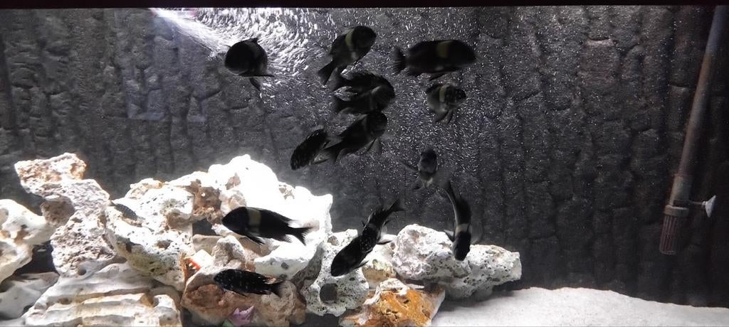 Maswas trompheus duboisi f1, Dieren en Toebehoren, Vissen | Aquariumvissen, Vis