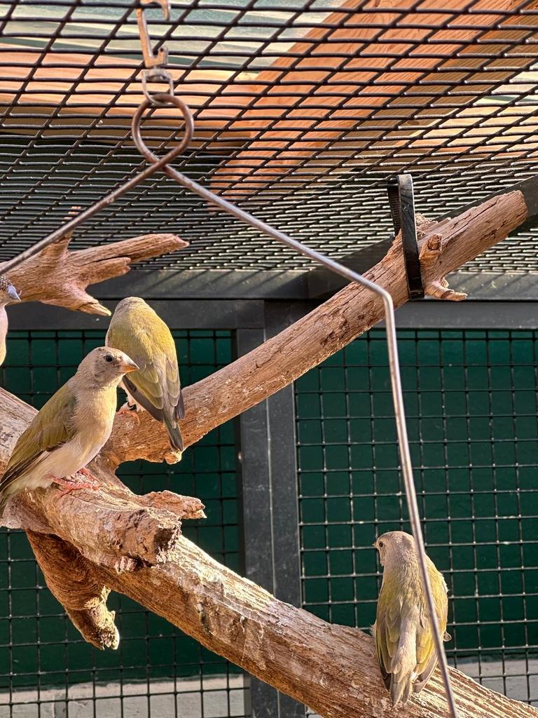 Gouldamadine, Dieren en Toebehoren, Meerdere dieren