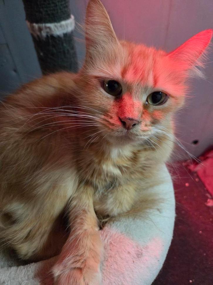 Prachtig rood Brits Korthaar  katertje, Dieren en Toebehoren, Katten en Kittens | Raskatten | Korthaar, Kater, 0 tot 2 jaar, Ontwormd