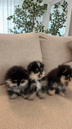 Pomeranian pups Pomeriaan, Pomeraniaan BLACK TAN, Particulier, 15 weken tot 1 jaar, Overige rassen, Buitenland