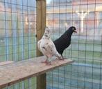 Postduiven koppel duiven, Meerdere dieren, Postduif