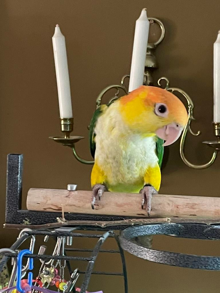 Roestkop caique man, Dieren en Toebehoren, Mannelijk, Papegaai, Tam