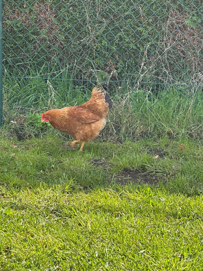 New hampshire hennen, Dieren en Toebehoren, Vrouwelijk, Kip