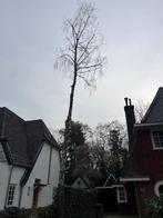 gratis kappen van berkeboom in ruil voor het brandhout., Ophalen, Volle zon, Overige soorten