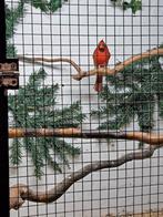 Rode kardinaal, Dieren en Toebehoren, Mannelijk, Geringd