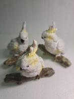 3 kakatoes, Ophalen of Verzenden, Zo goed als nieuw, Dier