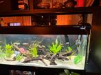 Jewel Rio 350, Dieren en Toebehoren, Vissen | Aquaria en Toebehoren, Ophalen, Gebruikt, Gevuld zoetwateraquarium
