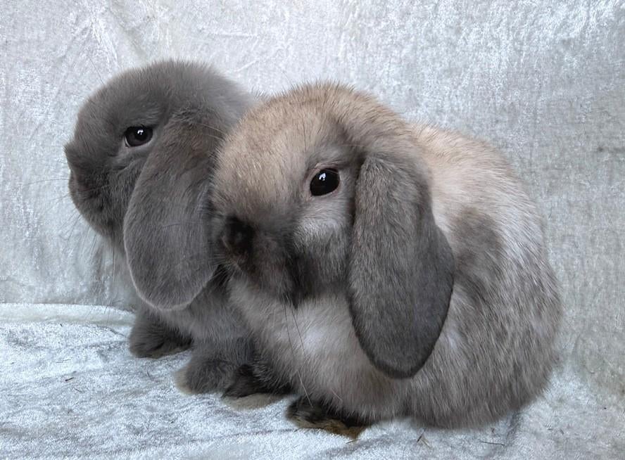 Super mooi en mega lief handtam koppeltje Minilop konijntjes, Dieren en Toebehoren, Konijnen, Meerdere dieren, Klein, Hangoor