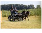 Te Koop: Welsh A/B pony!, Dieren en Toebehoren, Pony's, Merrie, B pony (1.17m tot 1.27m), 11 jaar of ouder, Tuigpony