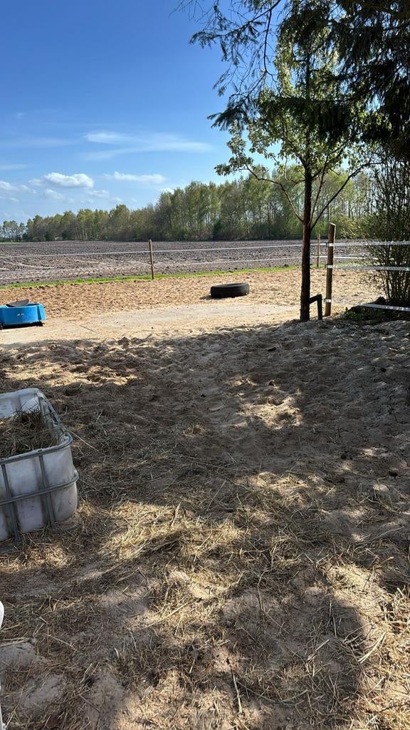 Plek vrij op 24/7 plek Oldeholtpade voor een kleinere ruin, Dieren en Toebehoren, Weidegang