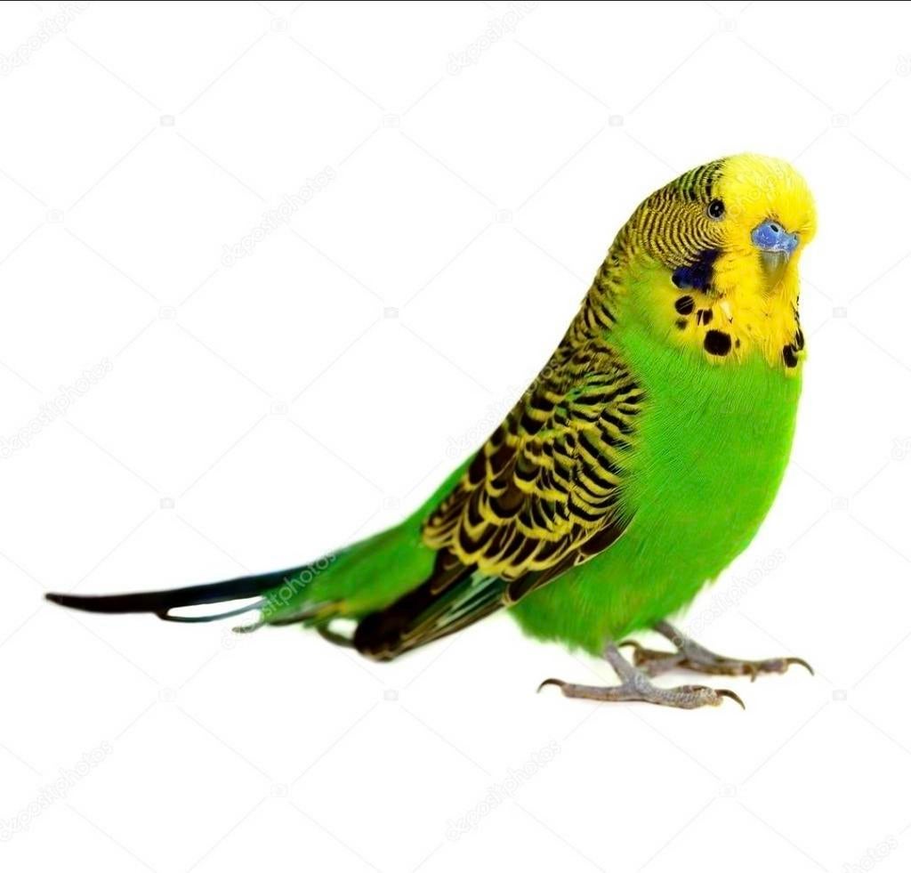 Gezocht, grasparkiet uit blok om tam te maken, Dieren en Toebehoren, Vogels | Parkieten en Papegaaien, Mannelijk, Parkiet, Tam