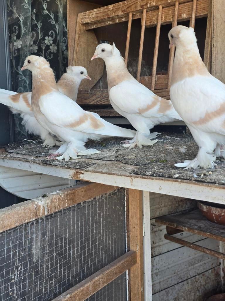 Takla, Meerdere dieren, Overige soorten