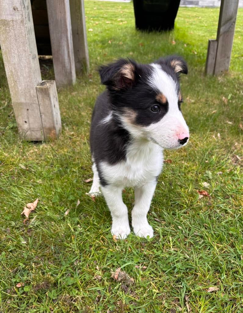 Border collie pups, Dieren en Toebehoren, 8 tot 15 weken, Collie, Parvo, Meerdere