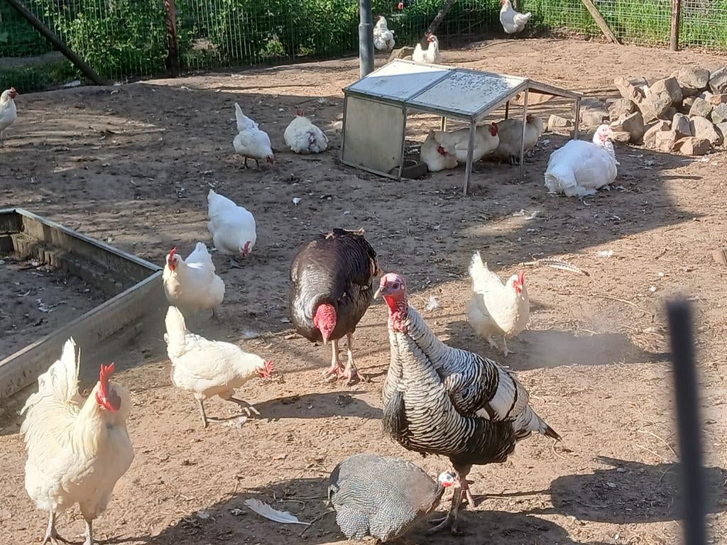 Kalkoen haan, Mannelijk, Kalkoen