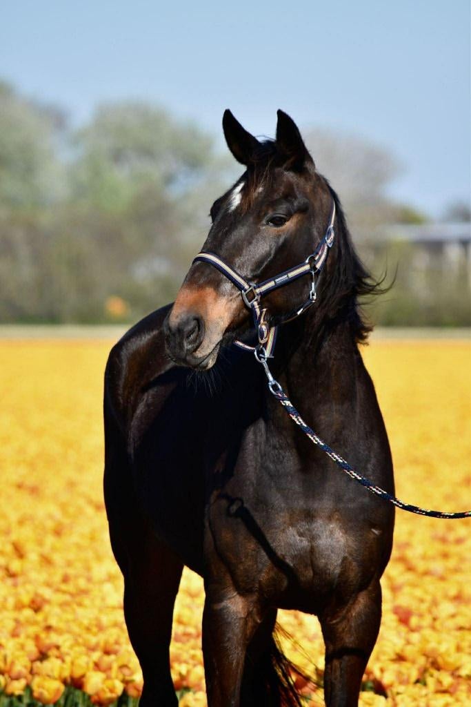 mooie grote 7 jarige draver ruin, Dieren en Toebehoren, Paarden, Ruin, 170 tot 175 cm, 7 tot 10 jaar, Recreatiepaard, Met stamboom