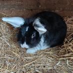 Baardkonijn rammetje, Dieren en Toebehoren, Konijnen, Mannelijk