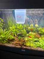 4 platy's en/ of 6 rosé tetra, Vis