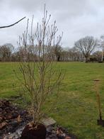 Magnolia Susan XXL Solitair kwaliteit, Ophalen, Lente, Volle zon, Overige soorten