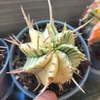 Euphorbia meloformis variegated, Huis en Inrichting, Kamerplanten, Ophalen of Verzenden, Halfschaduw, Minder dan 100 cm