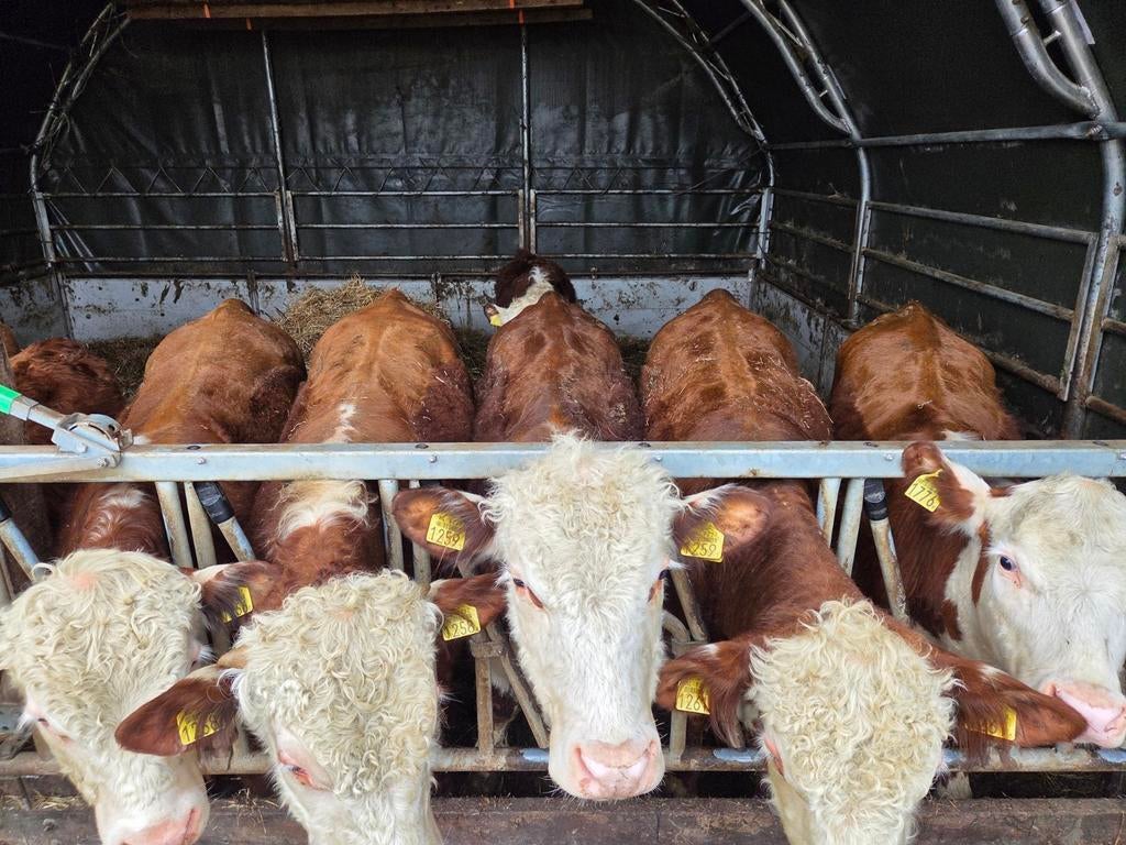 Hereford dekstiertjes, Dieren en Toebehoren, Mannelijk, 0 tot 2 jaar