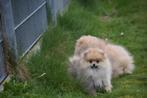 Pomeriaan,keeshond,dwergkees pup, Dieren en Toebehoren, Parvo, Keeshond, 15 weken tot 1 jaar, Buitenland