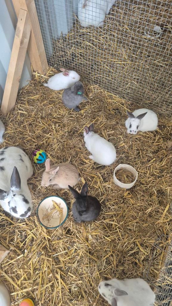 Konijnen, Dieren en Toebehoren