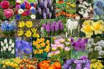 gezocht , uitgebloeide bloembollen, Ophalen of Verzenden, Lente, Overige soorten, Volle zon
