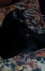 Lieve poes Shady, Dieren en Toebehoren, Katten en Kittens | Overige Katten, Poes, Kortharig, 0 tot 2 jaar