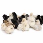 Zijdehoender kuikens diverse kleuren, Dieren en Toebehoren, Pluimvee, Geslacht onbekend, Kip
