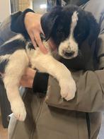 Laatste pups!, 8 tot 15 weken, Parvo, Meerdere, Meerdere dieren