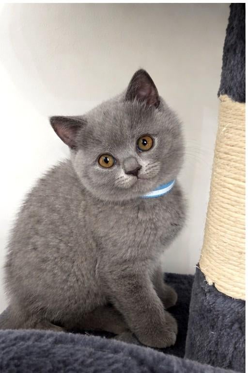 Laatste britse korthaar katertje beschikbaar!, Dieren en Toebehoren, Kater, Gechipt
