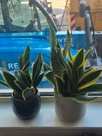 Snake Plants, Ophalen of Verzenden, Halfschaduw, Minder dan 100 cm
